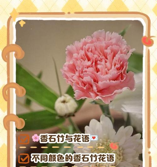 石竹花语有哪些？背后有什么传说？