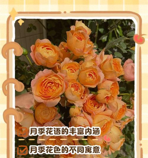 月季花语是什么？代表了哪些情感？