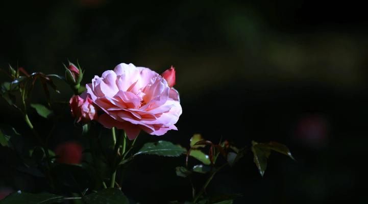 月季花语是什么？代表了哪些情感？