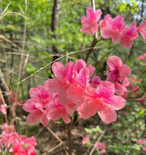 杜鹃花有哪些颜色？各自的花语是什么？