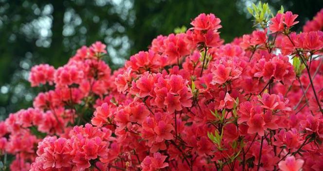 杜鹃花有哪些颜色？各自的花语是什么？