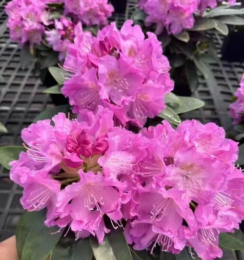 杜鹃花有哪些颜色？各自的花语是什么？
