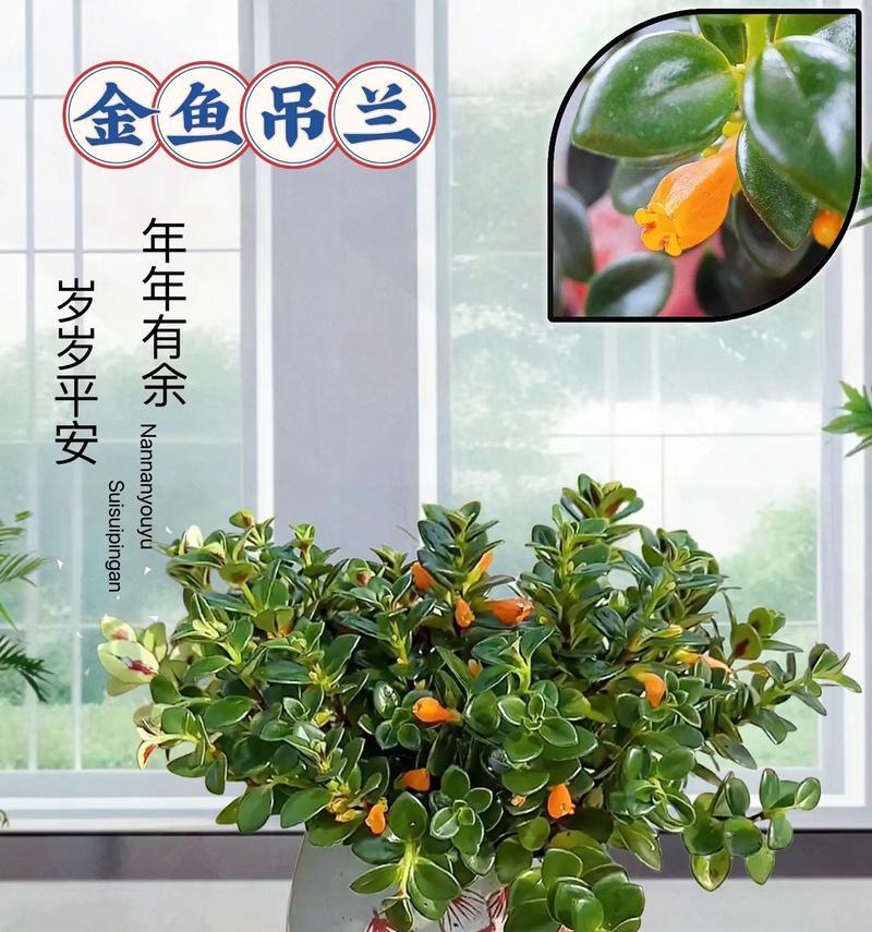 吊兰花语是什么？寓意有哪些？