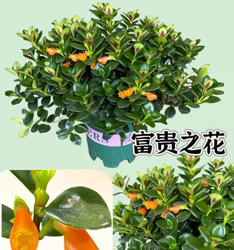 吊兰花语是什么？寓意有哪些？