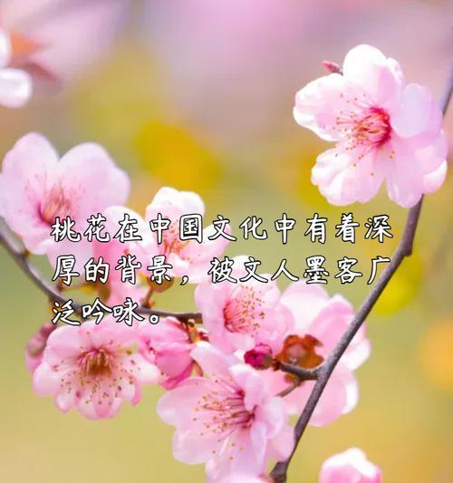 哪些花的花语代表快乐？含义是什么？