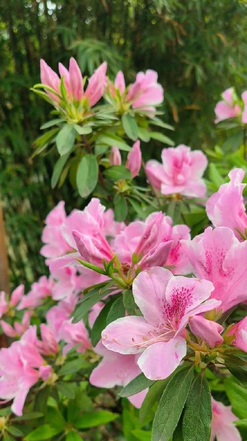 大王花的花语是什么？来源有何故事？