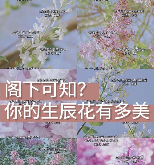 大王花的花语是什么？来源有何故事？