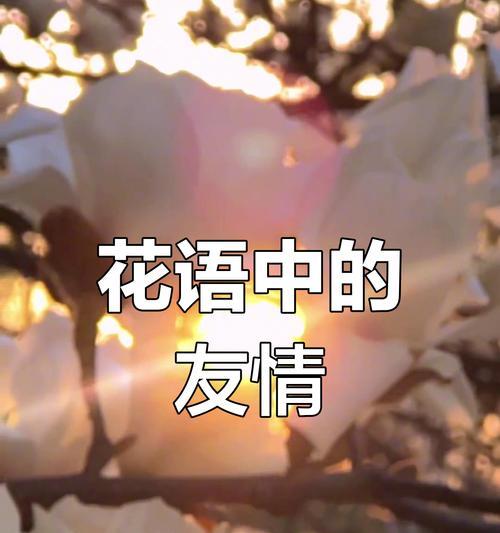 哪些花语代表永久的友谊？含义是什么？