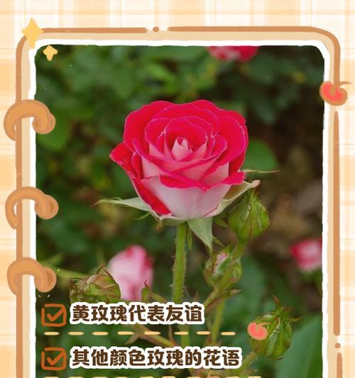 哪些花语代表永久的友谊？含义是什么？