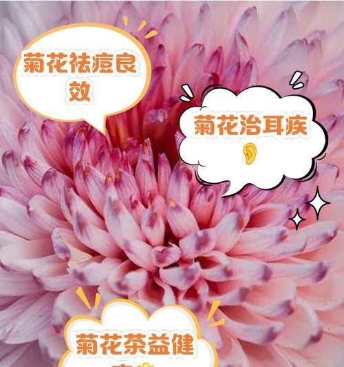 菊花的花语有哪些？背后传说是什么？