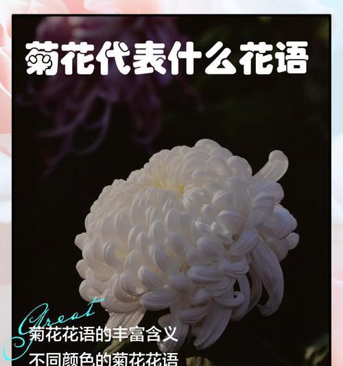 菊花的花语有哪些？背后传说是什么？
