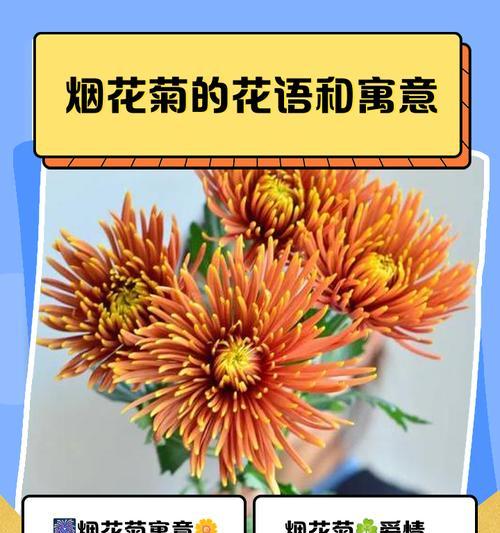 不同品种菊花的花语分别是什么？