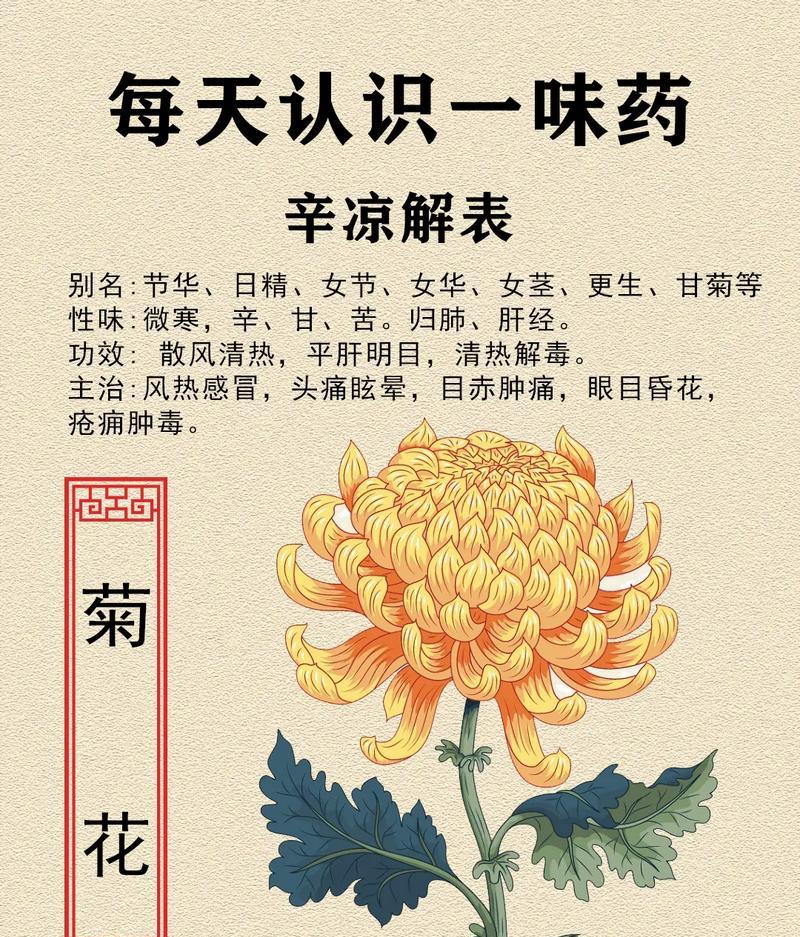 不同品种菊花的花语分别是什么？
