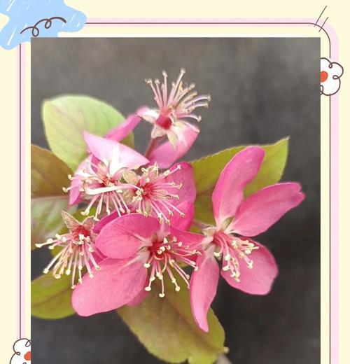 所有花的花语中哪些代表离别？