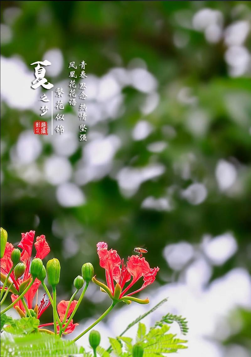 哪些花语代表坚强？含义是什么？
