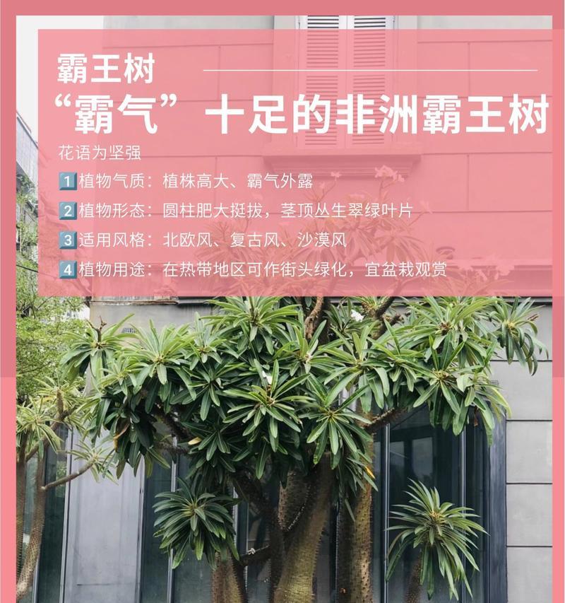 哪些花语代表坚强？含义是什么？
