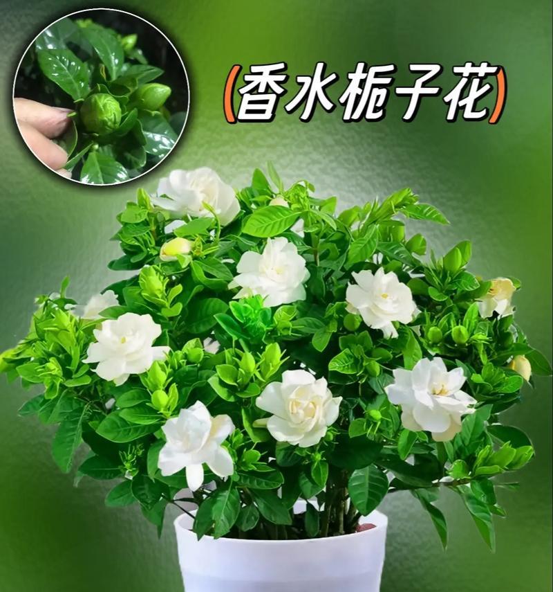 哪些花语代表坚强？含义是什么？