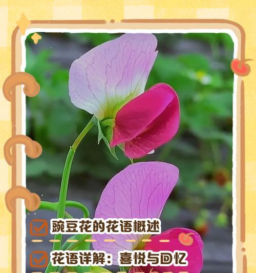 哪些植物的花语含有特别寓意？
