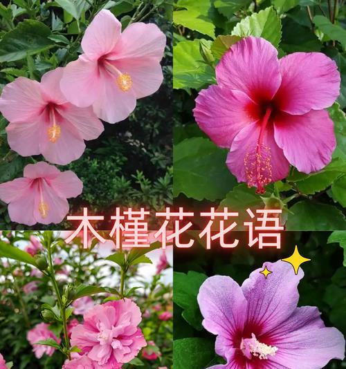 哪些植物的花语含有特别寓意？