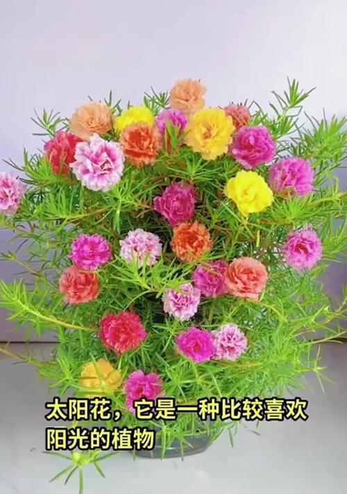 哪些花的花语与太阳有关？含义是什么？