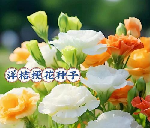 毕业花语是什么花？如何选择代表毕业的花卉？
