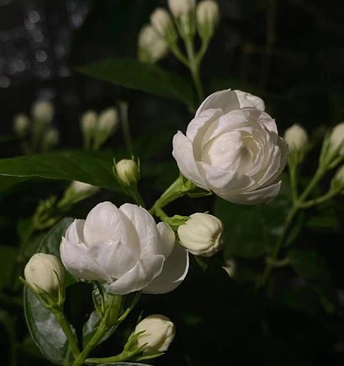 毕业花语是什么花？如何选择代表毕业的花卉？
