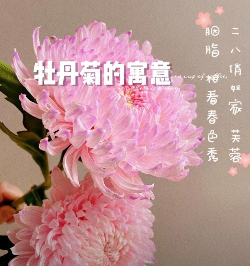 菊花的花语及含义是什么？菊花代表了哪些情感？