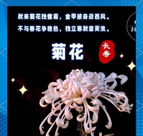 菊花的花语及含义是什么？菊花代表了哪些情感？