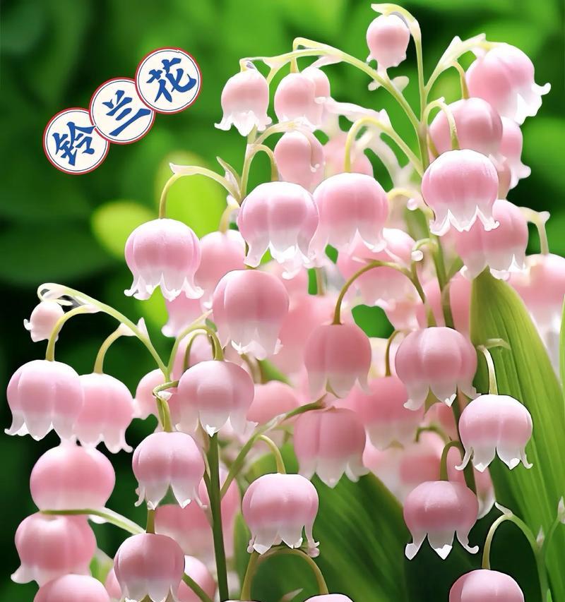 表达遇见花语的花有哪些？如何用花表达遇见的情感？