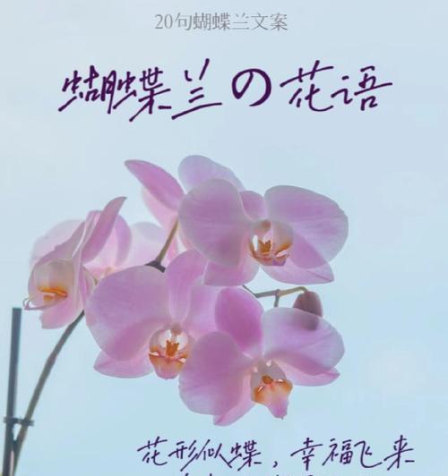 表达遇见花语的花有哪些？如何用花表达遇见的情感？