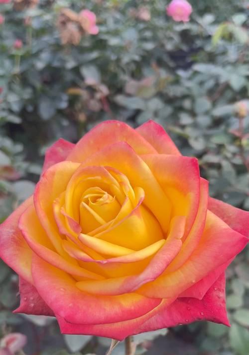 月季的花语和象征是什么？月季花代表了哪些意义？