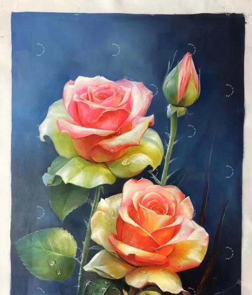 月季的花语和象征是什么？月季花代表了哪些意义？