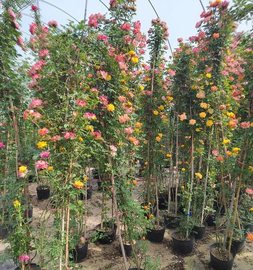 月季的花语和象征是什么？月季花代表了哪些意义？