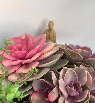 紫珍珠花语及象征是什么？紫珍珠花代表了哪些情感？