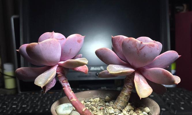 紫珍珠花语及象征是什么？紫珍珠花代表了哪些情感？