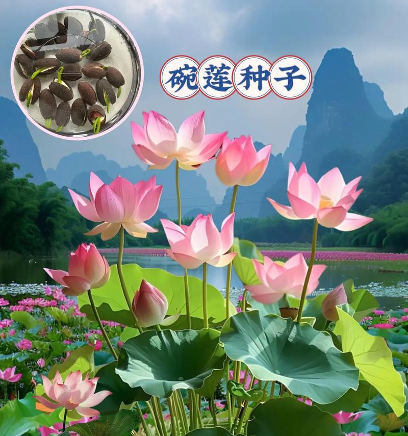 夏天的花及其花语是什么？夏天适合送哪些花？