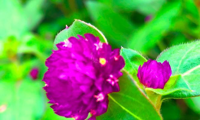 夏天的花及其花语是什么？夏天适合送哪些花？