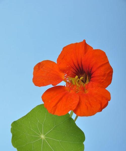 赞美旱金莲的花语是什么？旱金莲代表了哪些意义？