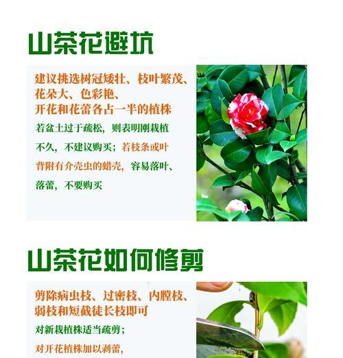 花语有关美德的花有哪些？如何用花表达美德？