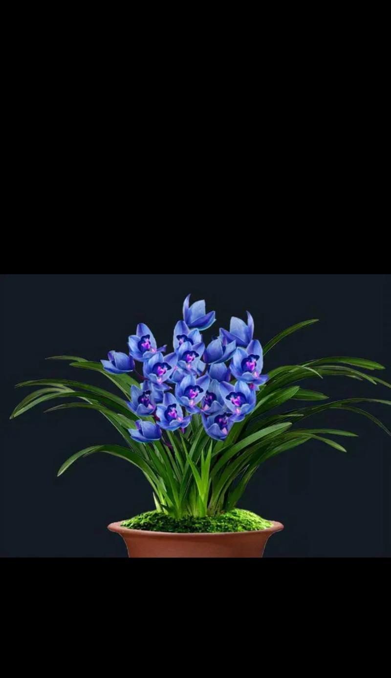 兰花的花语和故事是什么？兰花代表了哪些情感？