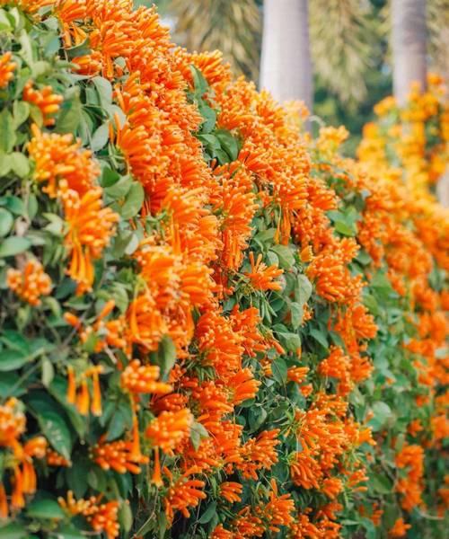 炮仗花的雨后花语是什么？炮仗花代表了哪些意义？