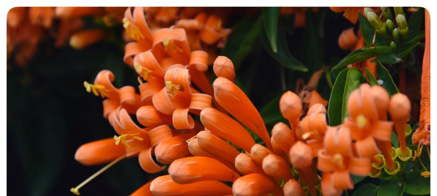 炮仗花的雨后花语是什么？炮仗花代表了哪些意义？