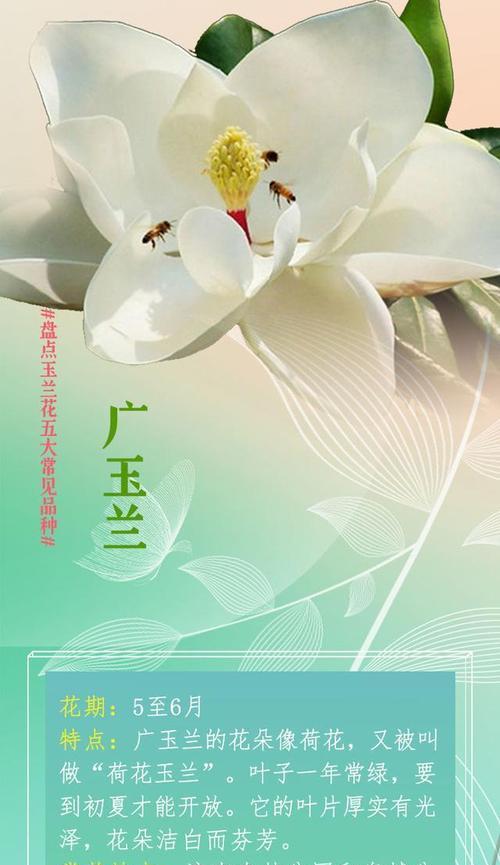 辛夷花花语和寓意是什么？辛夷花代表了哪些情感？