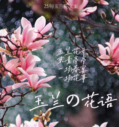 辛夷花花语和寓意是什么？辛夷花代表了哪些情感？