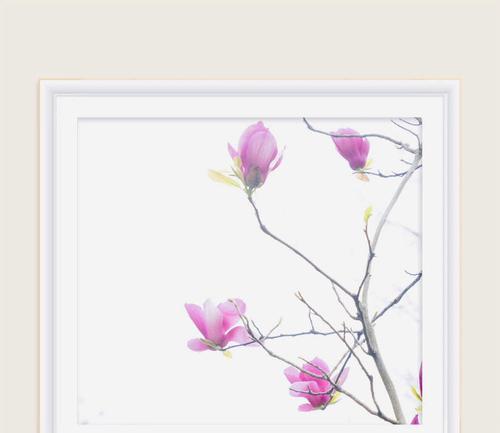 辛夷花花语和寓意是什么？辛夷花代表了哪些情感？