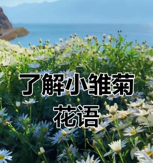 和雏菊有关的花语有哪些？雏菊代表了哪些意义？