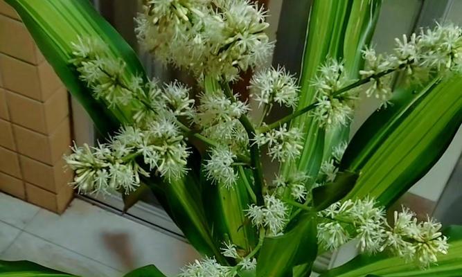 巴西铁花语是什么？巴西铁代表了哪些情感？