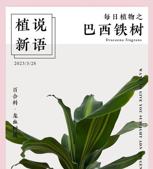 巴西铁花语是什么？巴西铁代表了哪些情感？