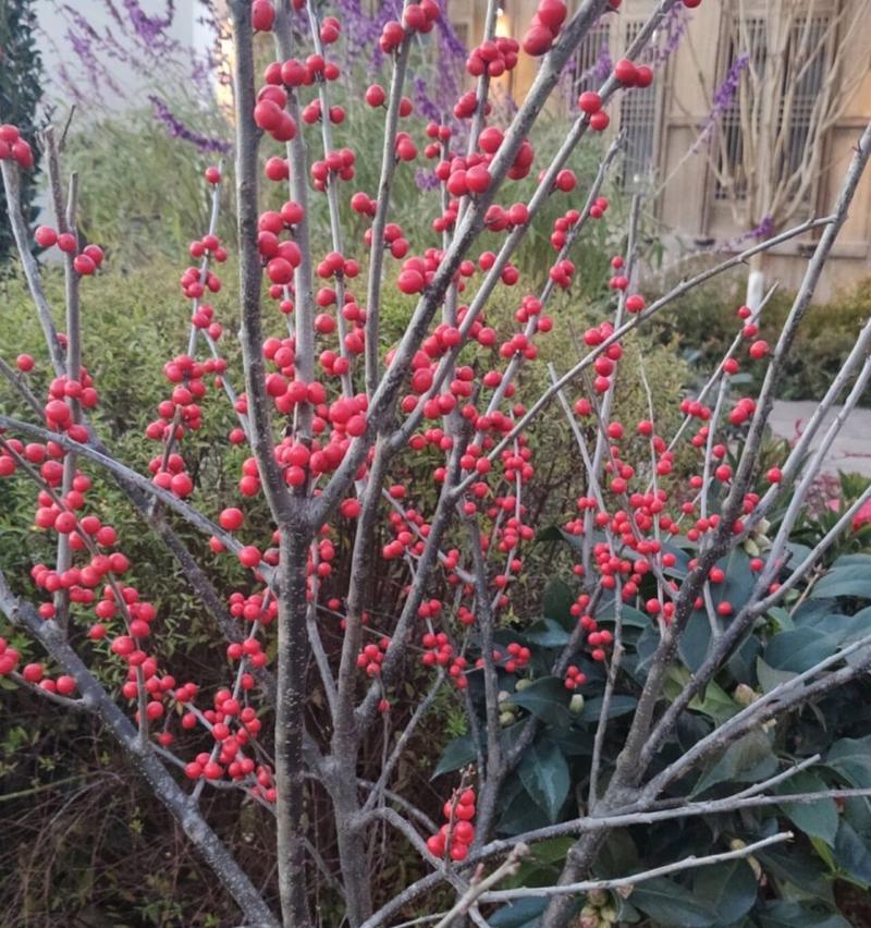 红果的花语和寓意是什么？红果代表了哪些意义？
