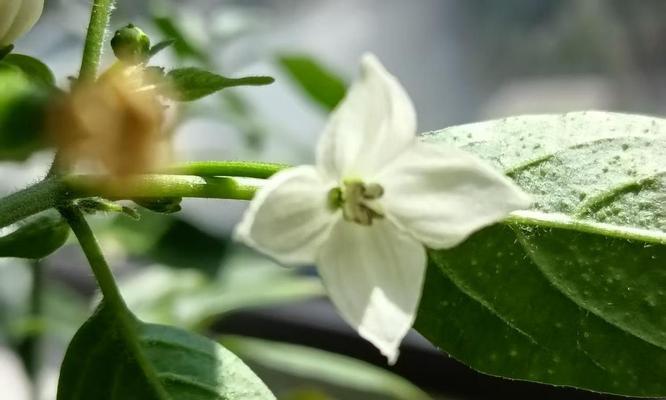 辣椒的花语是什么？辣椒代表了哪些情感？